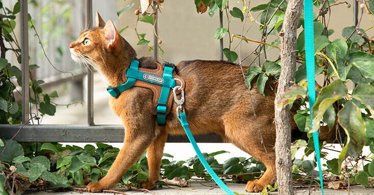 cat harness training