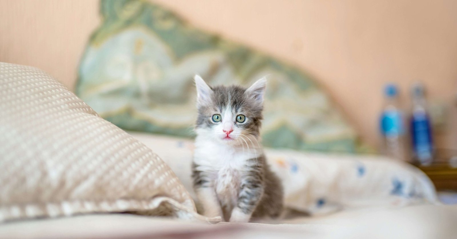 stay in hotel with your cat